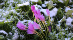 Vargit Çiçekleri Haber Verdi Yaylalara Kışın İlk Karı Yağarak Dönüşler Hızlandı